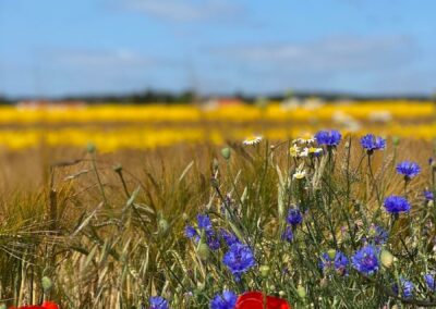 Christina Alex Kornblumen Fotografie